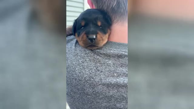 Video preview image #1  Breeder Profile in UNION, IA, USA