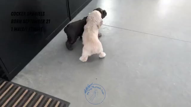 Video preview image #2 Cocker Spaniel Puppy For Sale in GOSHEN, IN, USA