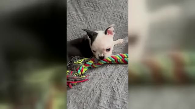 Video preview image #2 Boston Terrier Puppy For Sale in BRIDGEWATER, NJ, USA