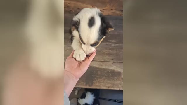 Video preview image #4 Australian Shepherd Puppy For Sale in SAINT JOHNS, MI, USA
