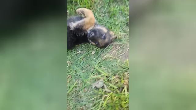 Video preview image #1 German Shepherd Dog Puppy For Sale in MONROE, WA, USA