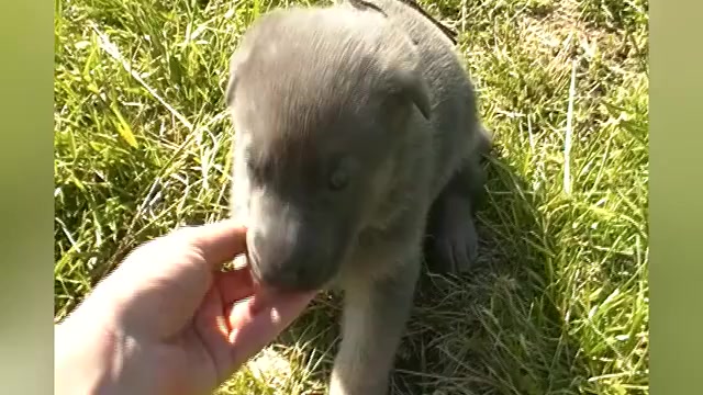 Video preview image #1 German Shepherd Dog Puppy For Sale in PIEDMONT, MO, USA