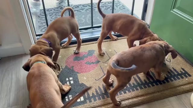 Video preview image #6 Belgian Malinois-Catahoula Leopard Dog Mix Puppy For Sale in WASHINGTON, DC, USA