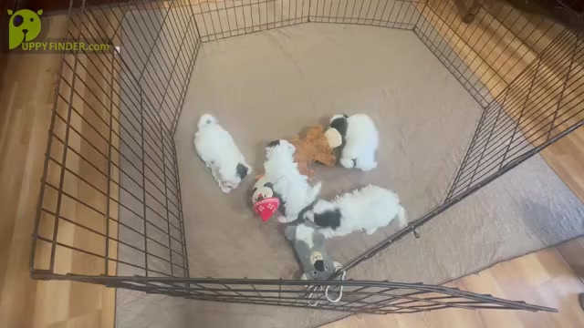 Video preview image #3 ShihPoo Puppy For Sale in GLOUCESTER, VA, USA