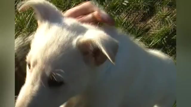 Video preview image #1 German Shepherd Dog Puppy For Sale in PIEDMONT, MO, USA