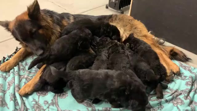 Video preview image #5 German Shepherd Dog Puppy For Sale in PINON HILLS, CA, USA