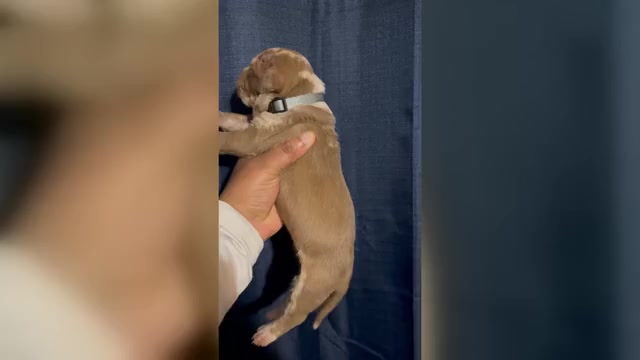 Video preview image #4 American Bully Puppy For Sale in FORT LAUDERDALE, FL, USA