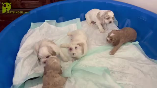 Video preview image #7 Cocker Spaniel Puppy For Sale in FLOWERY BRANCH, GA, USA