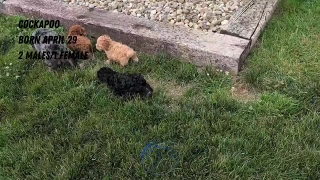 Video preview image #3 Cock-A-Poo Puppy For Sale in GOSHEN, IN, USA