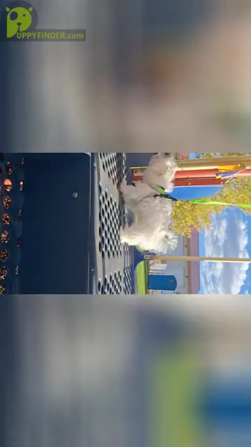 Video preview image #3  Breeder Profile in BEAR RIVER, WY, USA