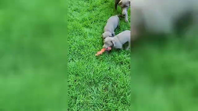 Video preview image #1  Breeder Profile in PRINCETON, MN, USA