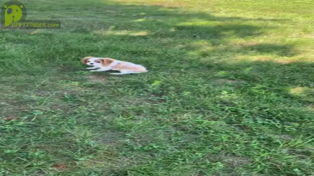 Video preview image #18 Cavalier King Charles Spaniel Puppy For Sale in WARSAW, IN, USA