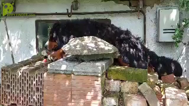 Video preview image #3 Bernese Mountain Dog Puppy For Sale in Hatvan, Heves, Hungary