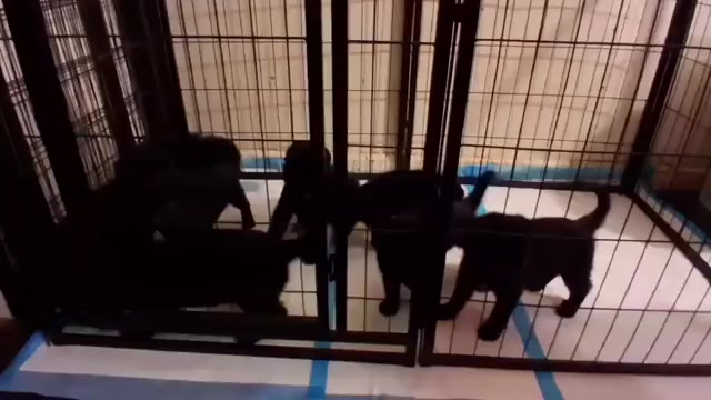 Video preview image #8 German Shepherd Dog Puppy For Sale in MIDDLETOWN, CT, USA