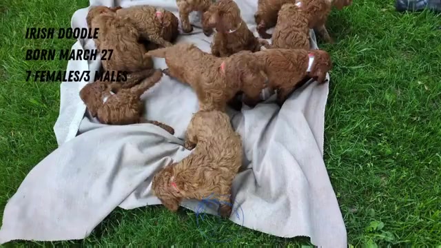Video preview image #1 Irish Doodle Puppy For Sale in GOSHEN, IN, USA