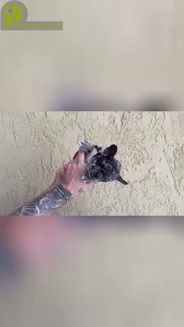 Video preview image #3 French Bulldog Puppy For Sale in SAN DIEGO, CA, USA