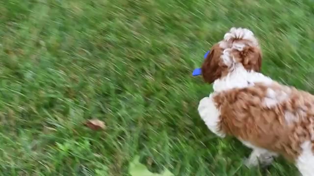 Video preview image #2 Cavapoo Puppy For Sale in MIDDLEBURY, IN, USA