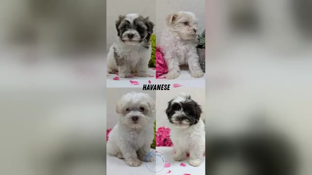 Video preview image #1 Havanese Puppy For Sale in GOSHEN, IN, USA