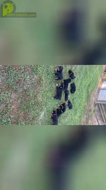 Video preview image #1 Rottweiler Puppy For Sale in BULLS GAP, TN, USA
