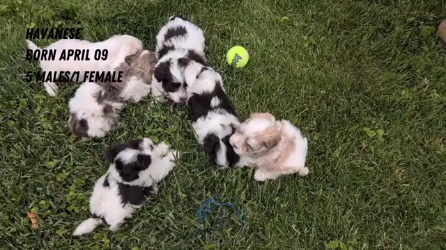 Video preview image #2 Havanese Puppy For Sale in GOSHEN, IN, USA