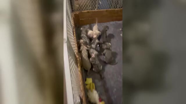 Video preview image #1 American Bully Puppy For Sale in TRENTON, NJ, USA