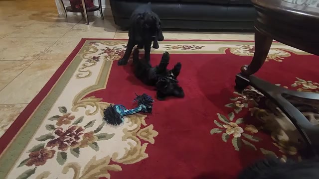 Video preview image #1 Cocker Spaniel Puppy For Sale in HUFFMAN, TX, USA