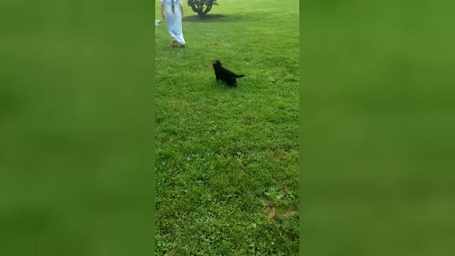 Video preview image #1 German Shepherd Dog Puppy For Sale in MILLERSTOWN, PA, USA