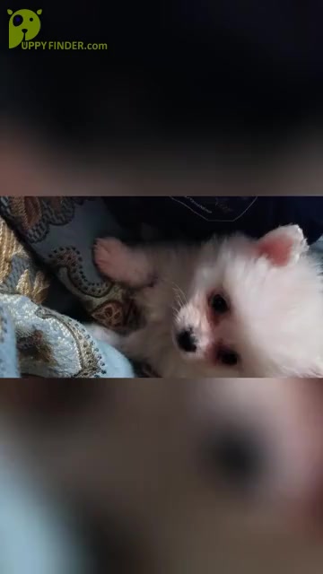 Video preview image #1 Pomeranian Puppy For Sale in AMHERST, WI, USA