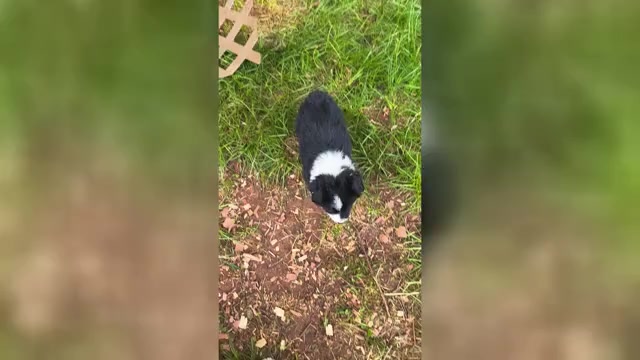 Video preview image #1 Miniature Australian Shepherd Puppy For Sale in WOODLEAF, NC, USA