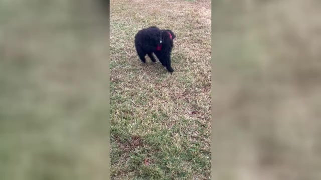 Video preview image #2 Poodle (Standard) Puppy For Sale in THOMASVILLE, GA, USA