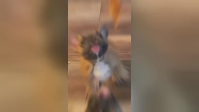 Video preview image #4 French Bulldog Puppy For Sale in PERRIS, CA, USA