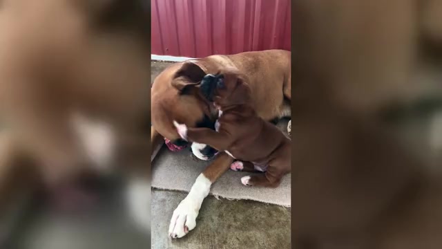 Video preview image #1 Boxer Puppy For Sale in APPLE CREEK, OH, USA