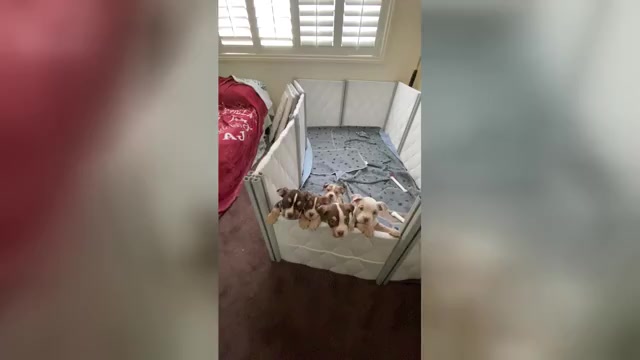 Video preview image #1  Breeder Profile in GARDEN GROVE, CA, USA