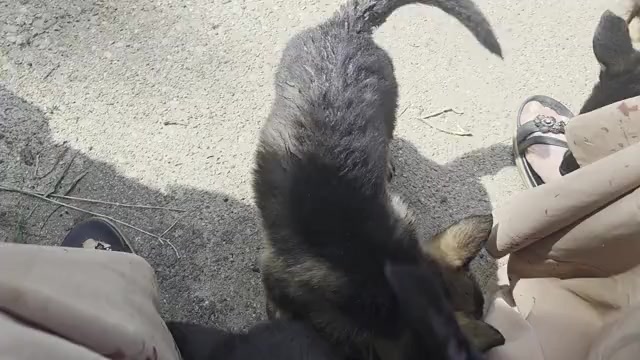 Video preview image #7 Australian Shepherd-German Shepherd Dog Mix Puppy For Sale in HILLSDALE, MI, USA