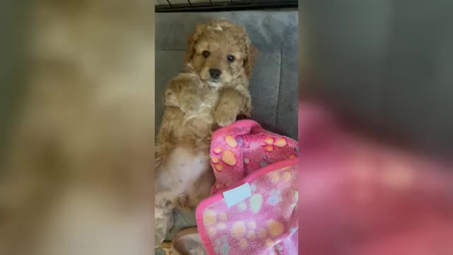 Video preview image #1 Cavapoo (Miniature) Puppy For Sale in SPARTANBURG, SC, USA