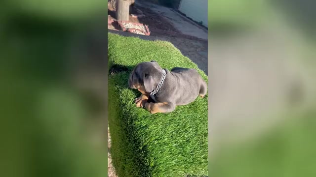 Video preview image #6 English Bulldog Puppy For Sale in SANTA MONICA, CA, USA