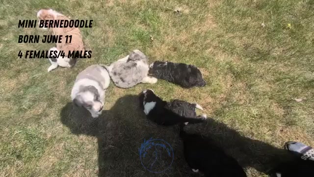 Video preview image #3 Miniature Bernedoodle Puppy For Sale in GOSHEN, IN, USA
