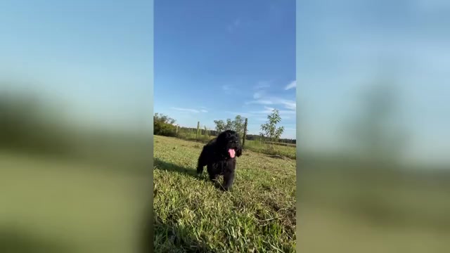 Video preview image #2 Labradoodle Puppy For Sale in WAVERLY, VA, USA