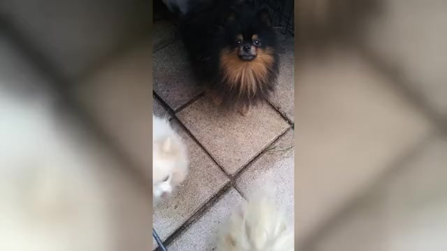 Video preview image #1 Pomeranian Puppy For Sale in TITUSVILLE, FL, USA