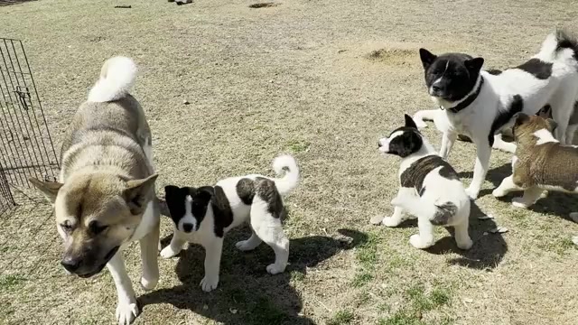 Video preview image #2 Akita Puppy For Sale in ZEBULON, NC, USA