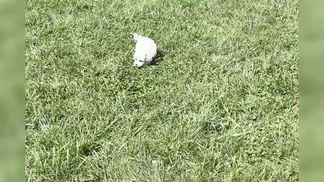 Video preview image #1 Maltipoo Puppy For Sale in WARSAW, IN, USA