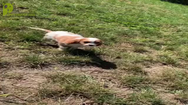 Video preview image #3 Cavalier King Charles Spaniel Puppy For Sale in WARSAW, IN, USA
