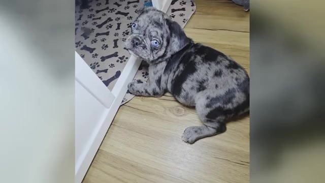 Video preview image #2 Pug Puppy For Sale in WINSTON SALEM, NC, USA