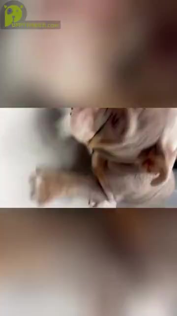 Video preview image #2 English Bulldog Puppy For Sale in STUDIO CITY, CA, USA