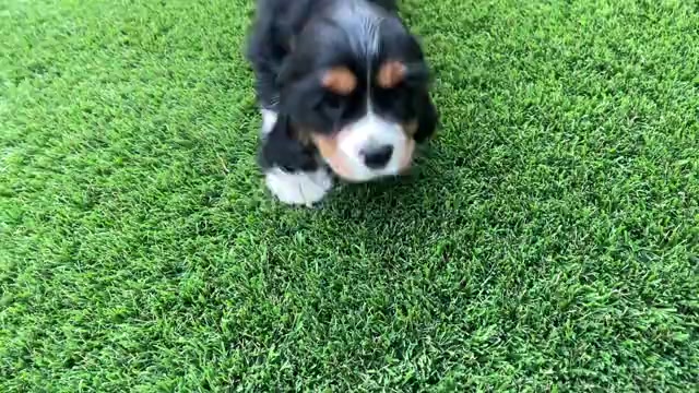 Video preview image #1 Cavalier King Charles Spaniel Puppy For Sale in SANTA ROSA, CA, USA