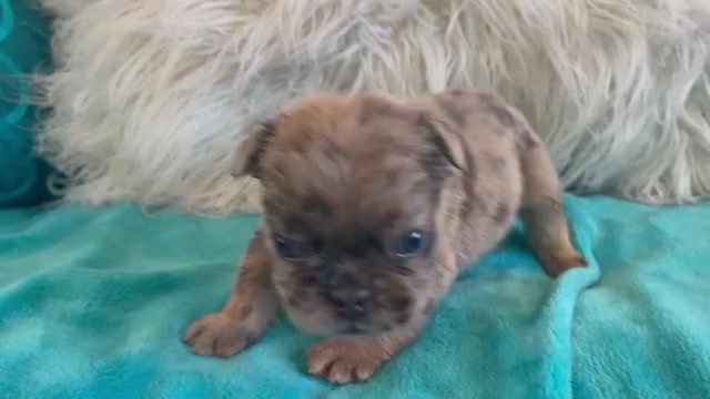 Video preview image #1 English Bulldog Puppy For Sale in HOUSTON, TX, USA