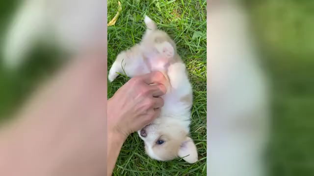 Video preview image #1 Shorgi Puppy For Sale in FAIRBANK, IA, USA