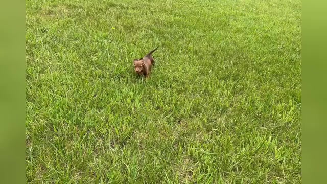 Video preview image #1 Dachshund Puppy For Sale in WARSAW, IN, USA