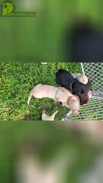 Video preview image #1 Labrador Retriever Puppy For Sale in ROCK HILL, SC, USA