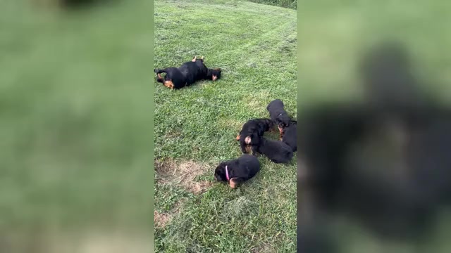 Video preview image #1 Rottweiler Puppy For Sale in BULLS GAP, TN, USA